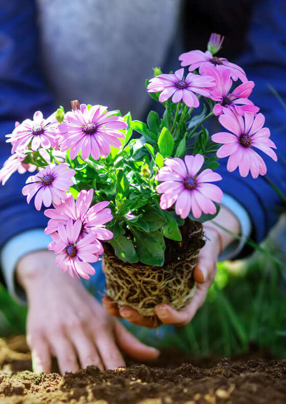 pflanze blumenerde banner c